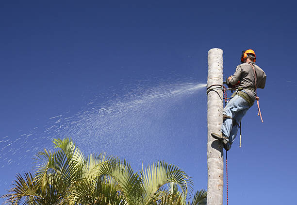 Professional Tree Services in North Olmsted, OH