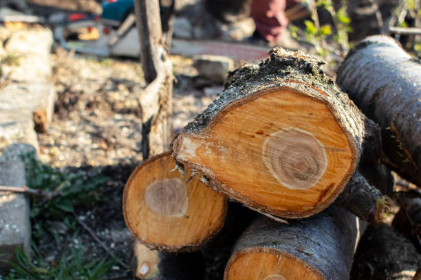 How Our Tree Care Process Works  in  North Olmsted, OH